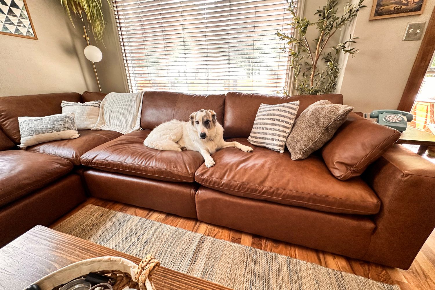 Best Sofa Beds Australia: Top 5 Features to Compare Before Visiting a Furniture Outlet